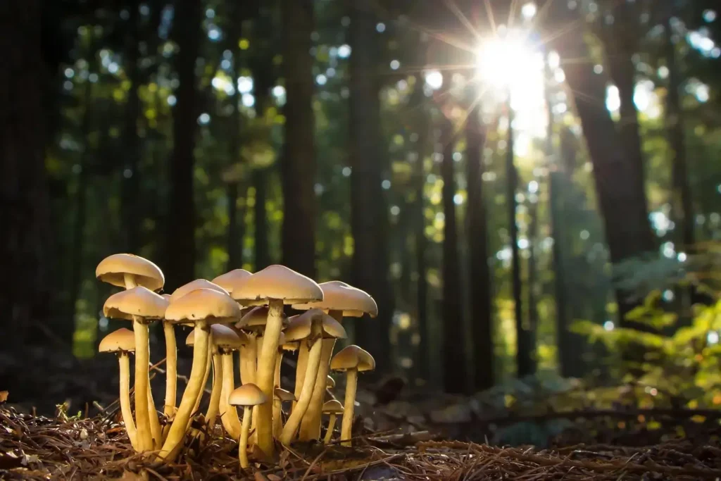 Forest-Mushrooms-Fungi