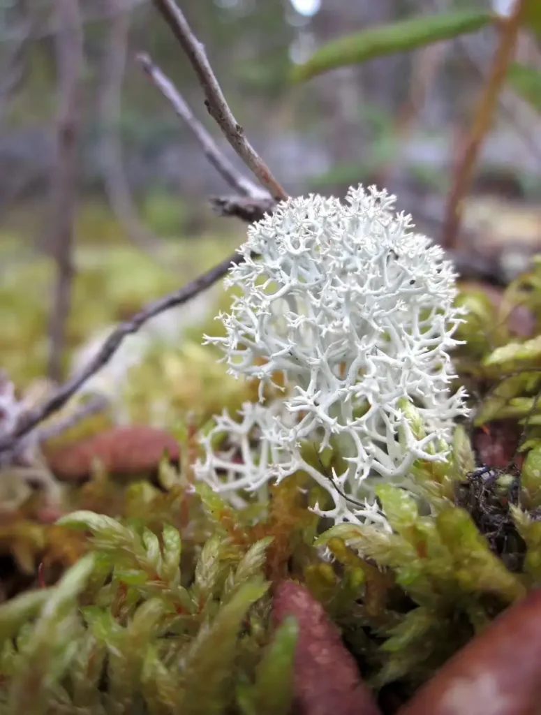 Moss-and-Lichen